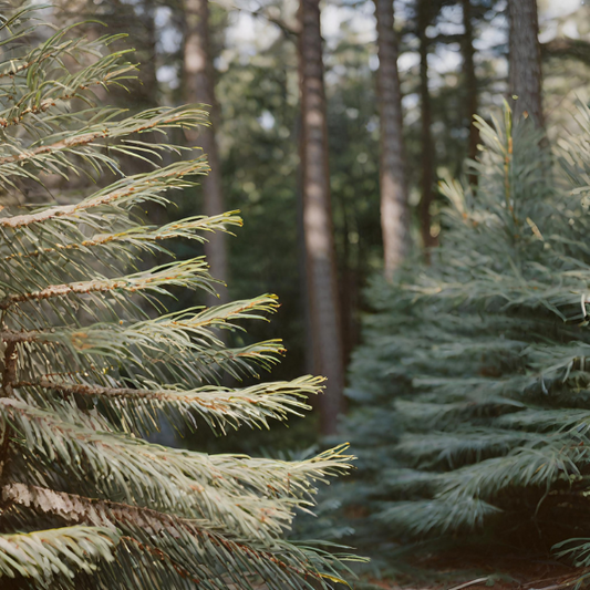 Michigan Pine Candle